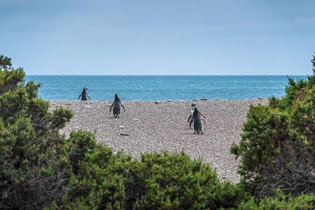 Magellanicus penguin near beagle channel, Argentina, South Americaの写真素材