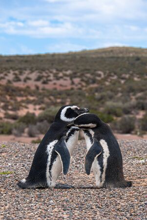 Magellanicus penguin near beagle channel, Argentina, South Americaの写真素材