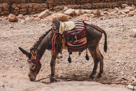 Tourist ride donkey in Petra, Jordanの写真素材