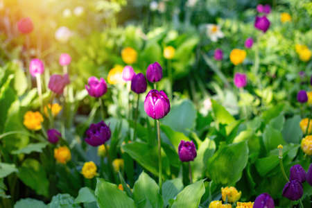 Beautiful field with violet and yellow tulips at summer timeの写真素材