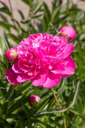 Beautiful pink peony flower in summer gardenの写真素材