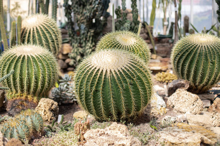 Different types of beautiful cactuses in tropical botanical gardenの写真素材