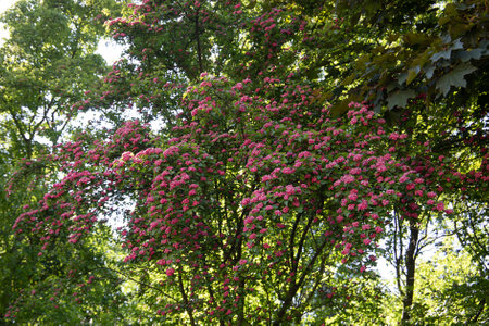 beautiful pink flowers bush in summer gardenの写真素材