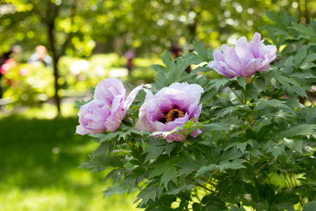 beautiful pink flowers bush in summer gardenの写真素材