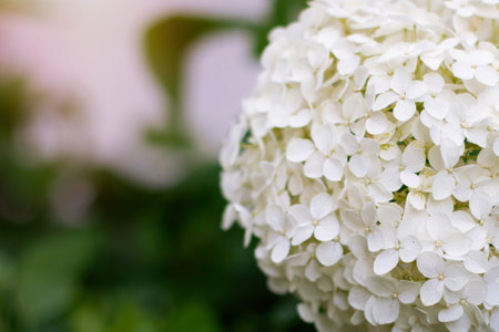 Beautiful white hydrangea flower in summer gardenの写真素材