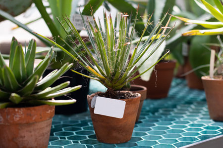 Green aloe in greenhouse in botanical garden