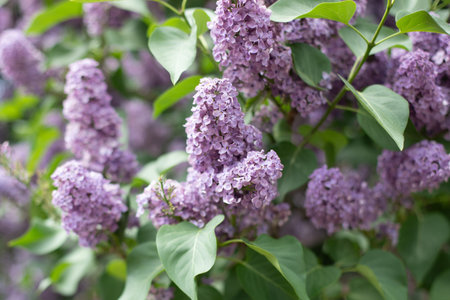 Bush of violet lilac in summer park in sunrise time