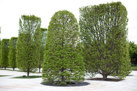 Green trees in different shapes in garden, alley for walking