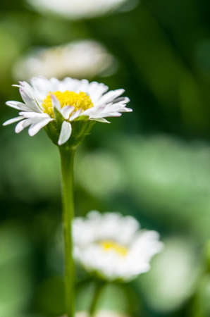 Miles daisy like sunの写真素材