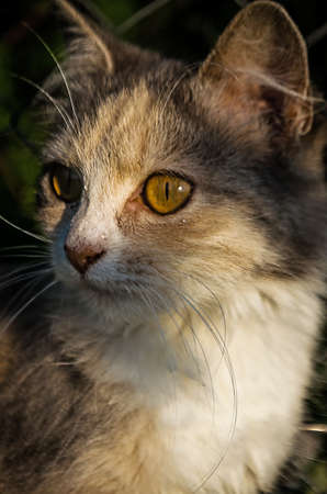 Staring little kytsi