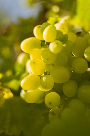 Bunch of yellow grapesの写真素材