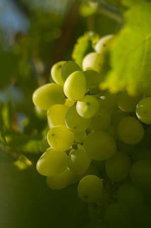 Bunch of yellow grapesの写真素材