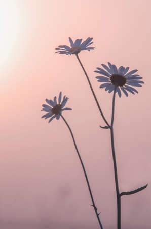 The joy of the new autumn dayの写真素材