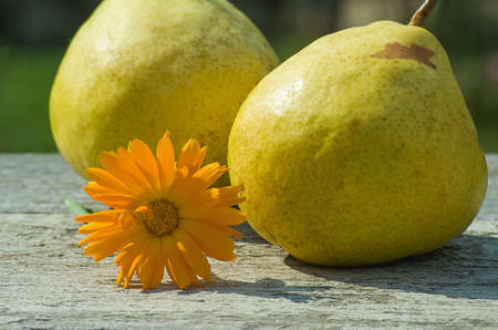 Delicious pears from the gardenの写真素材