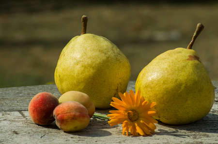 Delicious pears from the gardenの写真素材