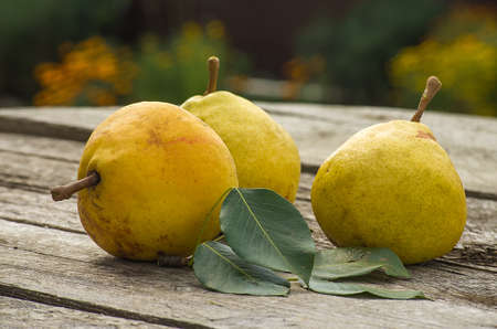 Delicious pears from the gardenの写真素材