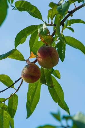 Growing peaches on the treeの写真素材