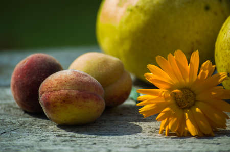 Delicious pears from the gardenの写真素材