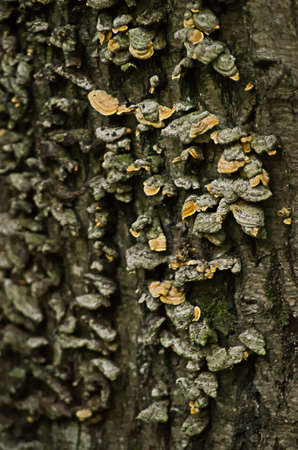 tree bark in the forest
