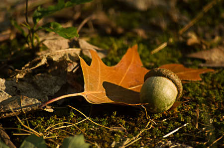 Acorns fell to the ground in the forestの写真素材
