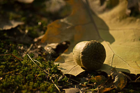 Acorns fell to the ground in the forest