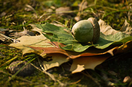 Acorns fell to the ground in the forestの写真素材