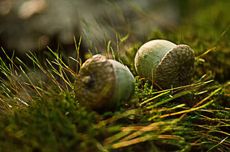 Acorns fell to the ground in the forestの写真素材