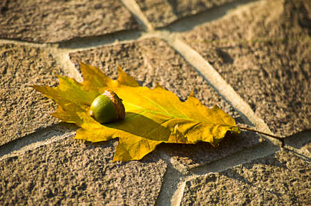 Acorns fell to the ground in the forestの写真素材