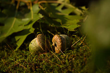 Acorns fell to the ground in the forestの写真素材