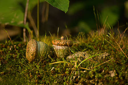 Acorns fell to the ground in the forestの写真素材