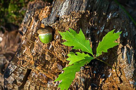 Acorns fell to the ground in the forestの写真素材
