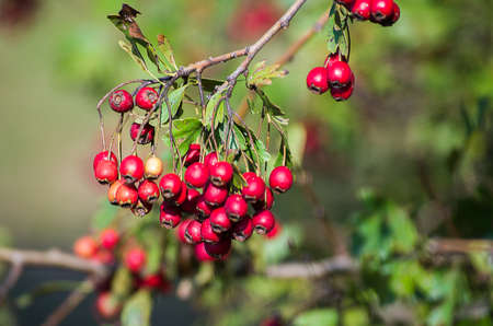 Sprig of red hawthorn berries