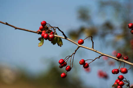 Sprig of red hawthorn berriesの写真素材