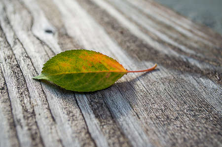 Background green leavesの写真素材