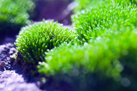 Macro green moss outdoors in good weather in the forestの写真素材