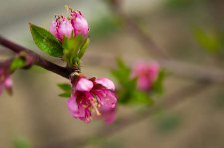 Pink peach blossom on a branch in spring outdoors in the garden in springの写真素材
