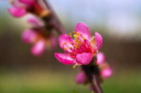 Pink peach blossom on a branch in spring outdoors in the garden in springの写真素材