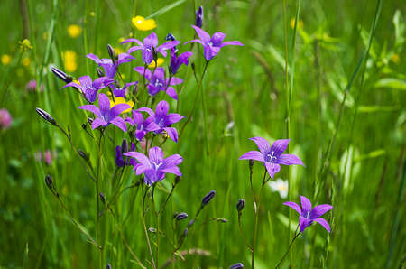 Wildflowersの写真素材