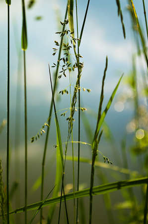 The background of green grass growing in a field outdoors in summerの写真素材