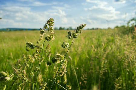 The background of green grass growing in a field outdoors in summerの写真素材