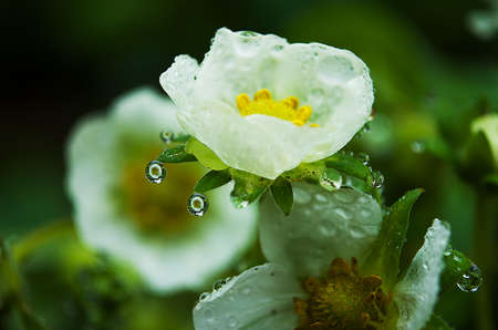 Brilliant dew on green leaves in summer outdoorsの写真素材