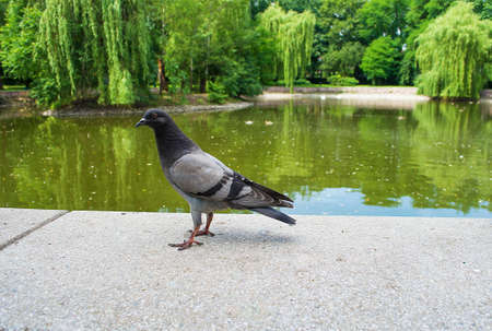 Pigeons live near the lake in the park, people feed them bread crumbsの写真素材