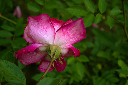There are delicate pink roses outdoors in summer
