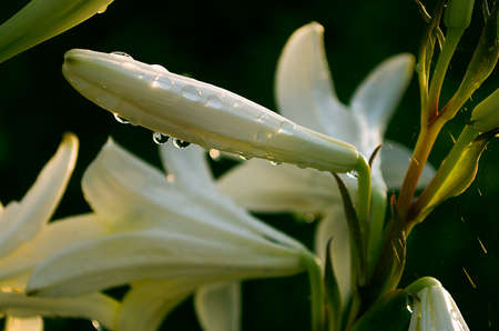 White lilies bloom in the fresh air after rainの写真素材