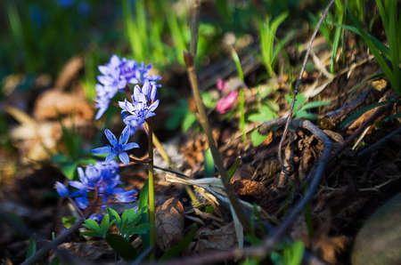 Small spring flowers snowdrops grow outdoors in nature