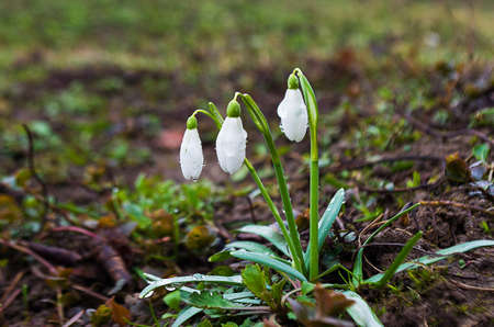 Small spring flowers snowdrops grow outdoors in natureの写真素材