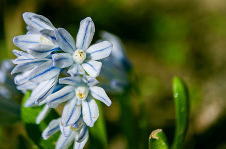Small spring flowers snowdrops grow outdoors in natureの写真素材
