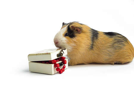 Happy guinea pig on a white background is the pet for children and adultsの写真素材