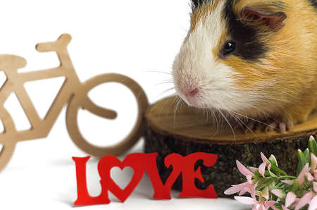 Happy guinea pig on a white background is the pet for children and adultsの写真素材