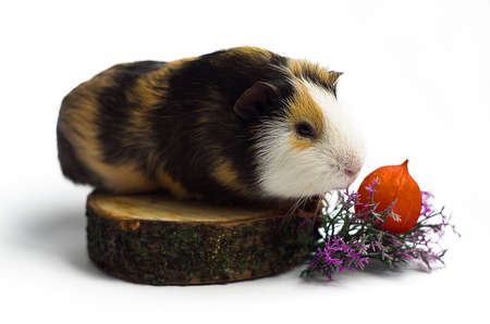 Happy guinea pig on a white background is the pet for children and adultsの写真素材